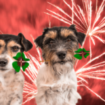 dogs-fireworks-diwali