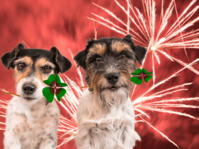 dogs-fireworks-diwali