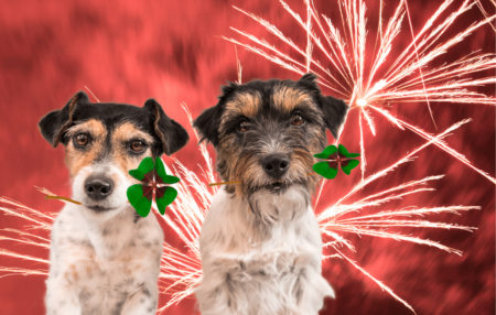 dogs-fireworks-diwali