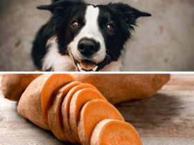 dogs sweet potatoes