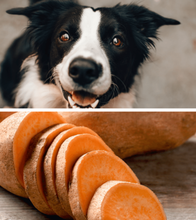 dogs sweet potatoes