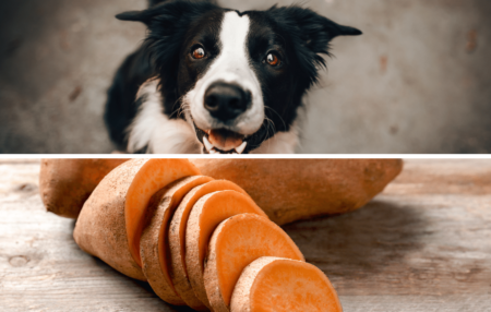 dogs sweet potatoes
