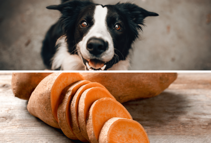dogs sweet potatoes