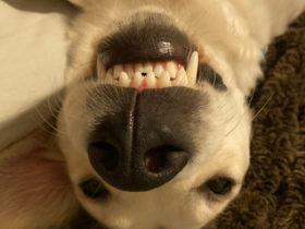 dogdentalcare