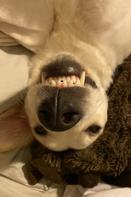 dogdentalcare