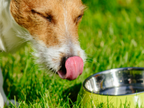 dehydration in dogs symptoms