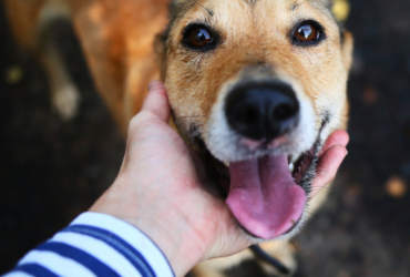 benefits of owning a dog