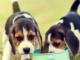 can dogs eat oatmeal