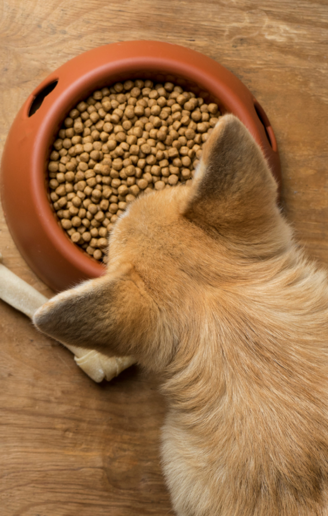 dry dog food