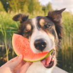 _fruits good for dogs to eat