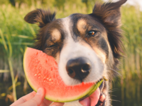 _fruits good for dogs to eat