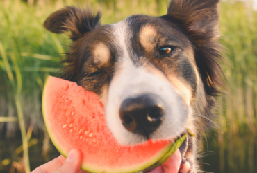 _fruits good for dogs to eat