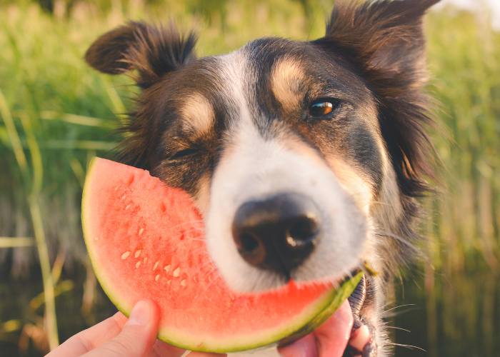 _fruits good for dogs to eat