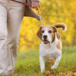 how to make your dog walk fun