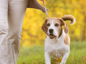 how to make your dog walk fun