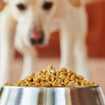 is dry dog food bad for dogs