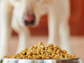 is dry dog food bad for dogs