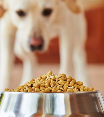 is dry dog food bad for dogs