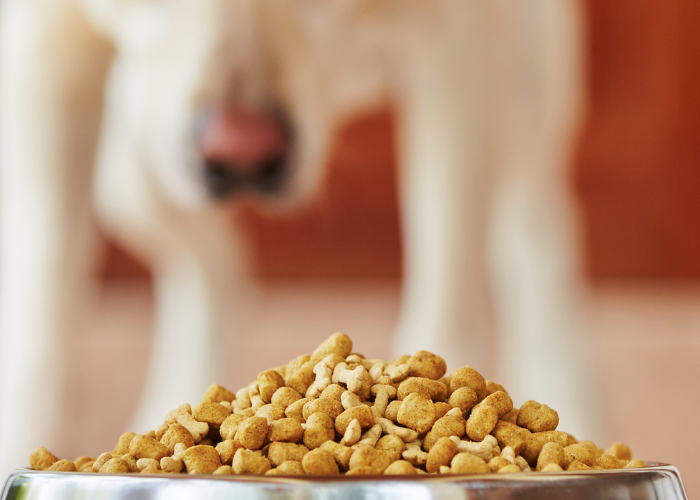 is dry dog food bad for dogs