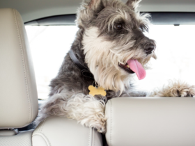 traveling with dogs tips