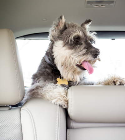 traveling with dogs tips