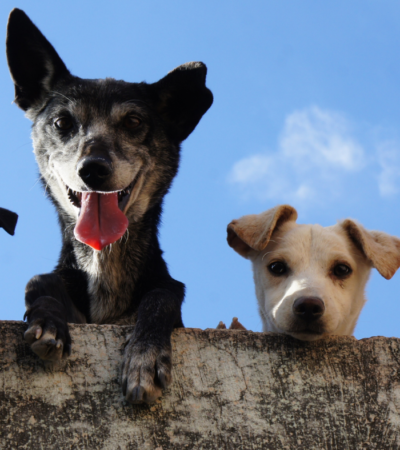 dog breeds