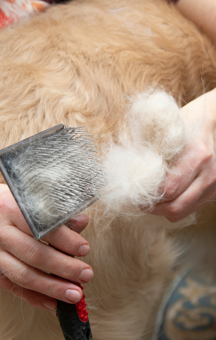 5 Easy Tips to Deal with Dog Hair Shedding – Oscar Daisy