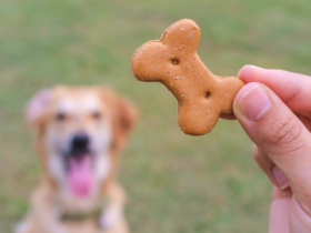 dog-treats