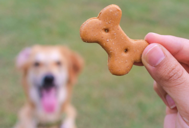 dog-treats