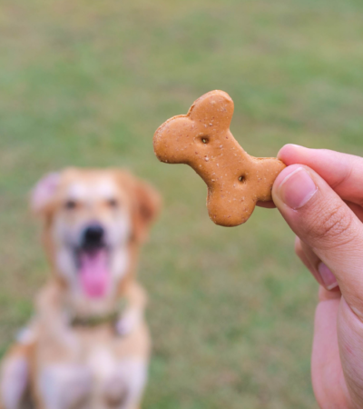 dog-treats