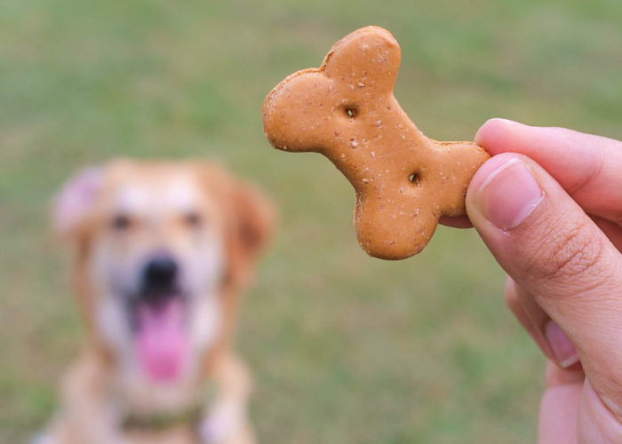 dog-treats