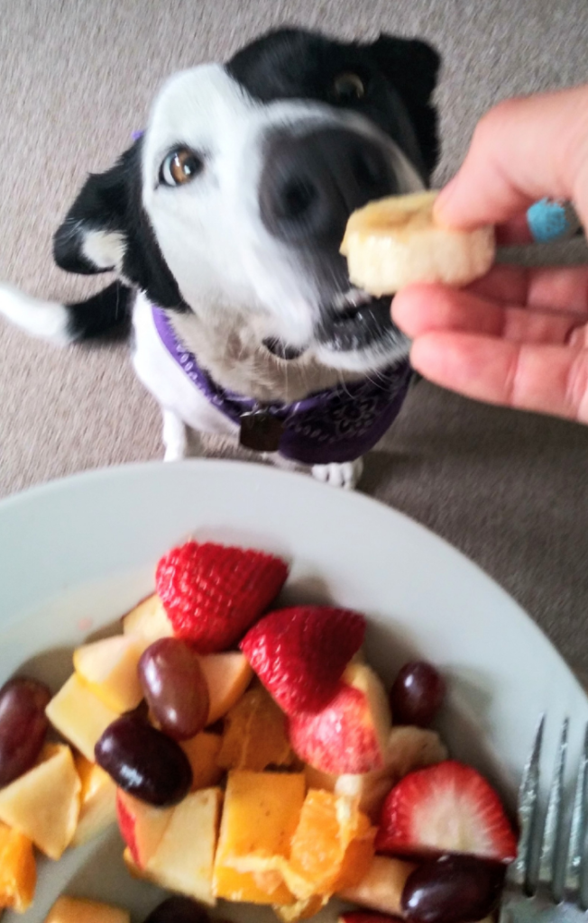 10 fruits that are best for your dogs Oscar Daisy