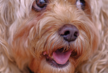 _how to stop dog hair shedding