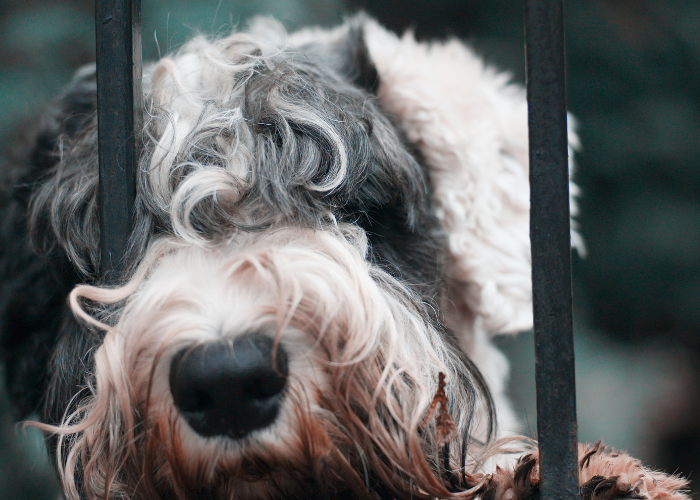 how to train your dog to be alone at home