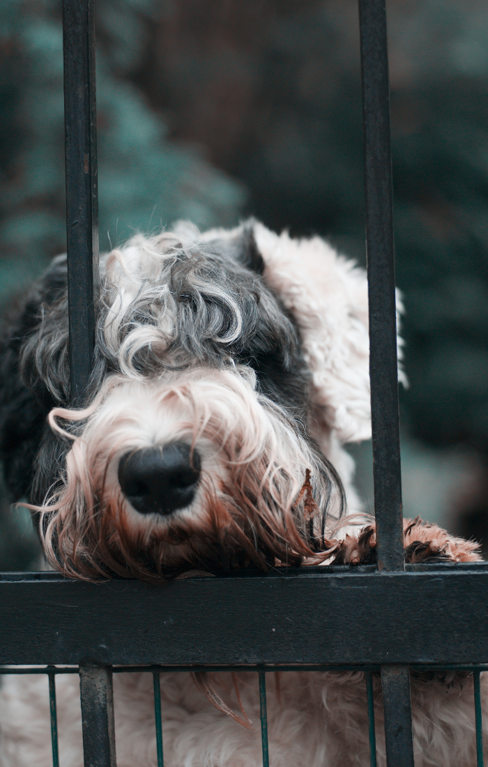 how to train your dog to be alone at home