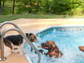is chlorine bad for dogs