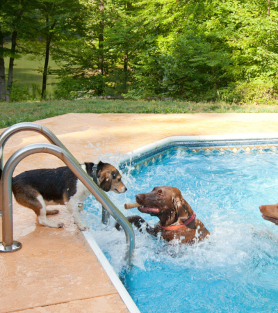 is chlorine bad for dogs