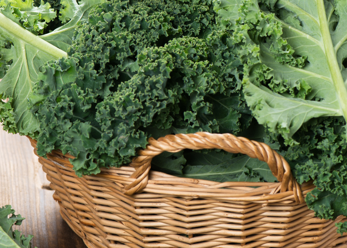 is-kale-good-for-dogs