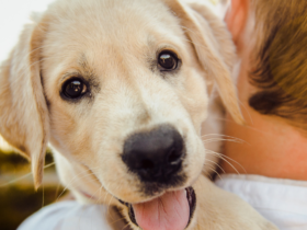 pet insurance