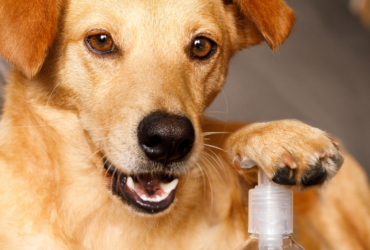is-hand-sanitizer-bad-for-dogs