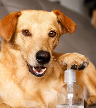 is-hand-sanitizer-bad-for-dogs