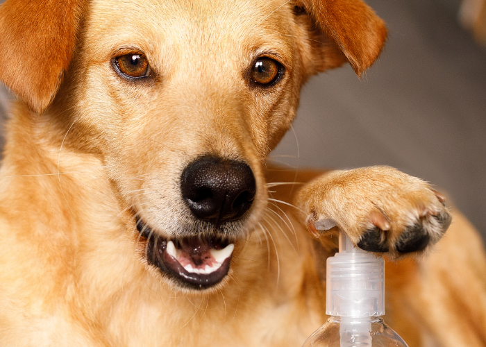 is-hand-sanitizer-bad-for-dogs