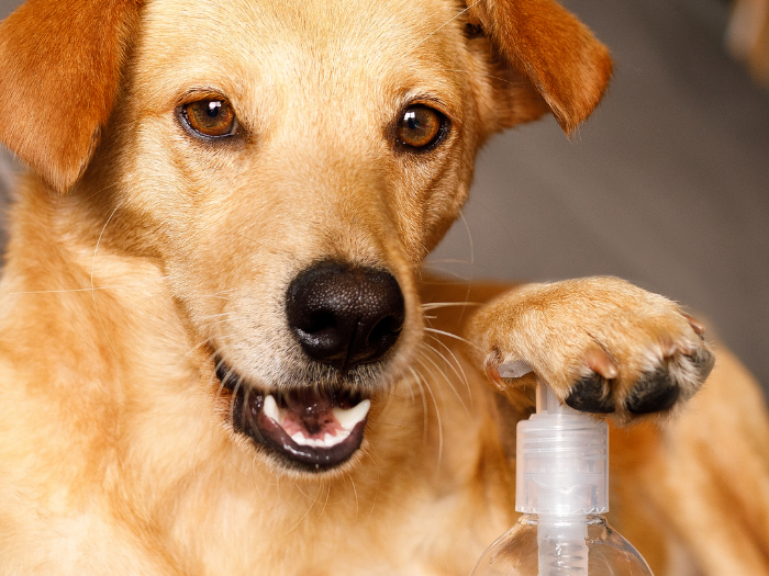 Is Okra a Good Choice for dogs? Oscar Daisy