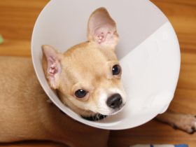 yeast infection in ears of dogs