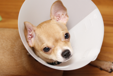 yeast infection in ears of dogs