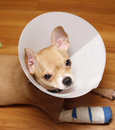 yeast infection in ears of dogs