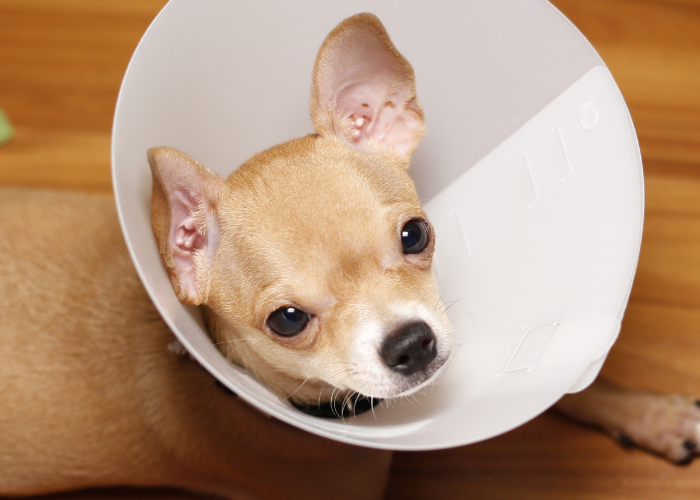 yeast infection in ears of dogs Oscar Daisy