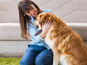 laws-for-dogs-in-India