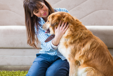 laws-for-dogs-in-India