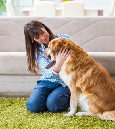 laws-for-dogs-in-India